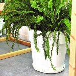 ΓΛΑΣΤΡΑ ΧΡΩΜΑΤΙΣΤΗ LINEA 2 ΛΙΤΡΑ ( ΚΩΔ. 869)