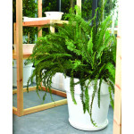 ΓΛΑΣΤΡΑ ΧΡΩΜΑΤΙΣΤΗ LINEA 44 ΛΙΤΡΑ (ΚΩΔ. 875)